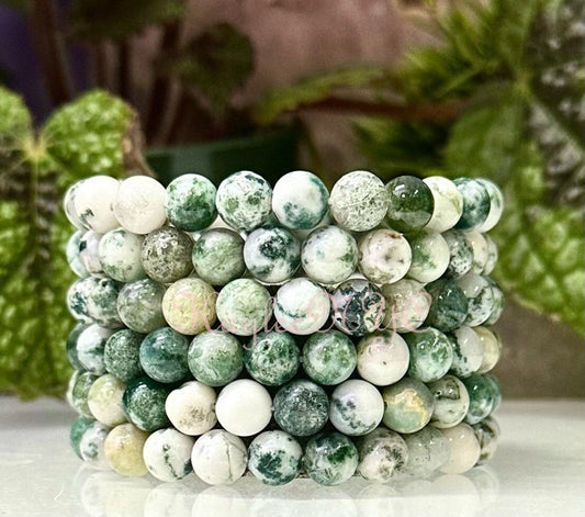 Wholesale 6 Pcs Natural Tree Agate 8mm 7.5” Crystal Healing Stretch Bracelet