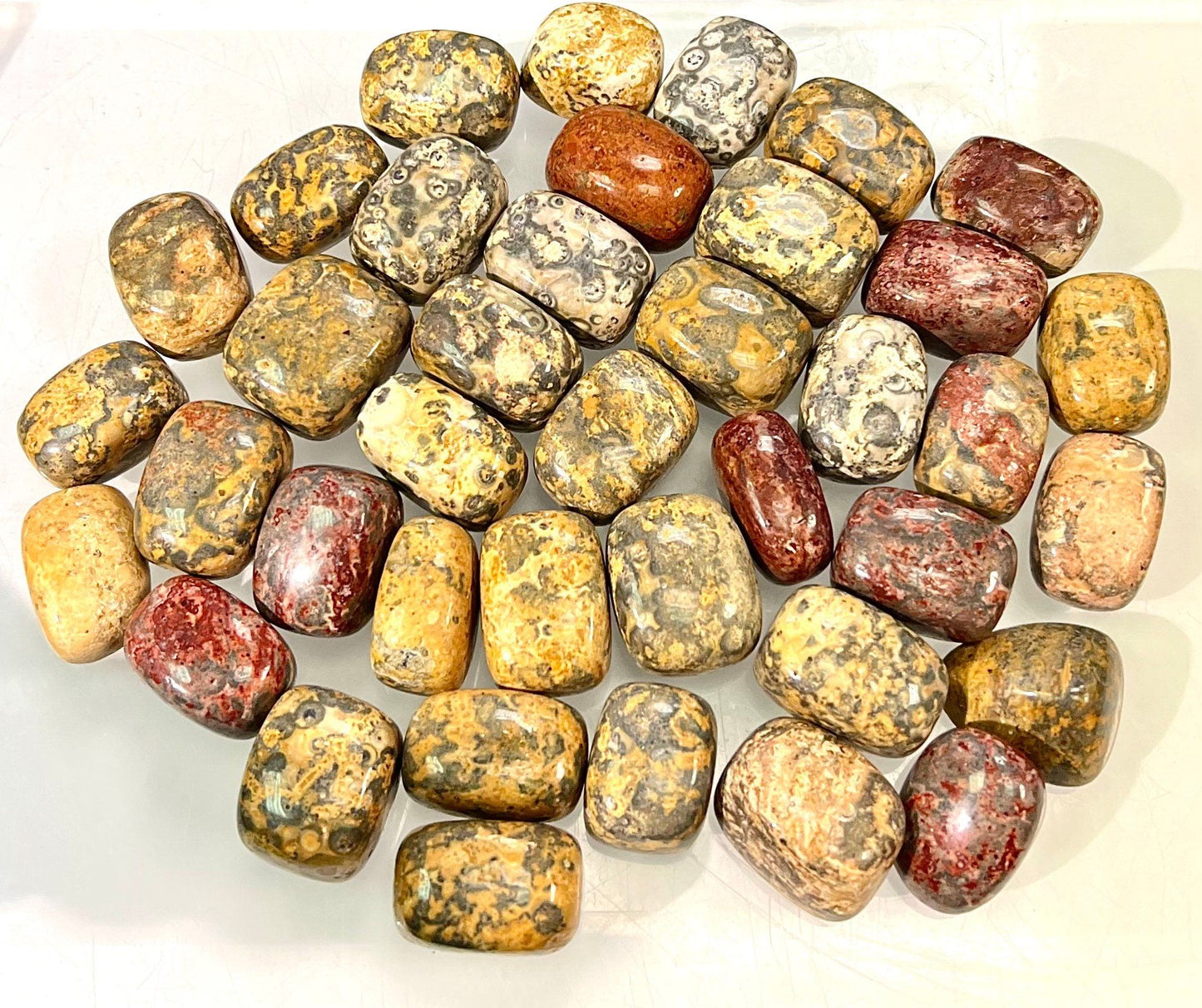 Wholesale Lot 2 Lbs Natural Leopard Skin Jasper Tumble Healing Energy Nice Quality