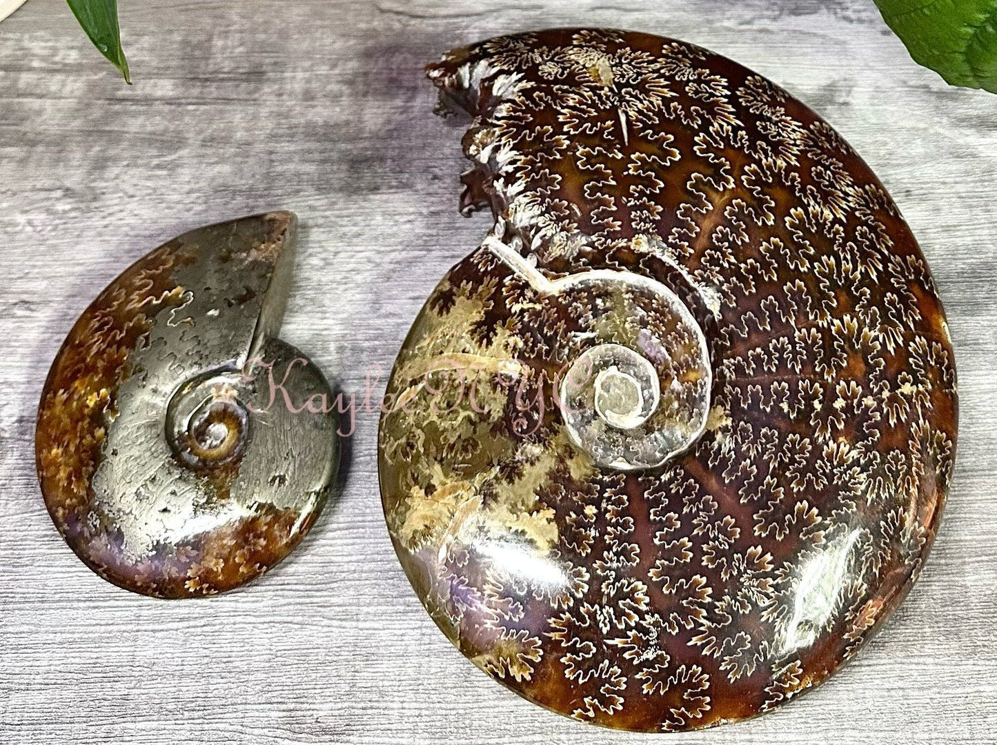 Wholesale Lot 3-4 PCs Natural Ammonite Fossil Crystal Nice Quality Healing Energy